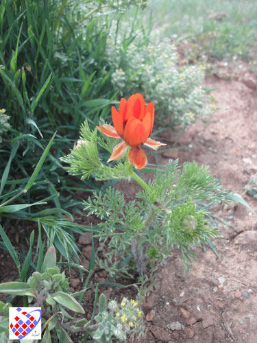 گل های عینالی 